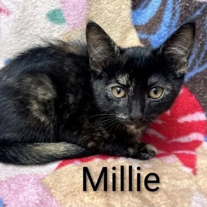 Millie