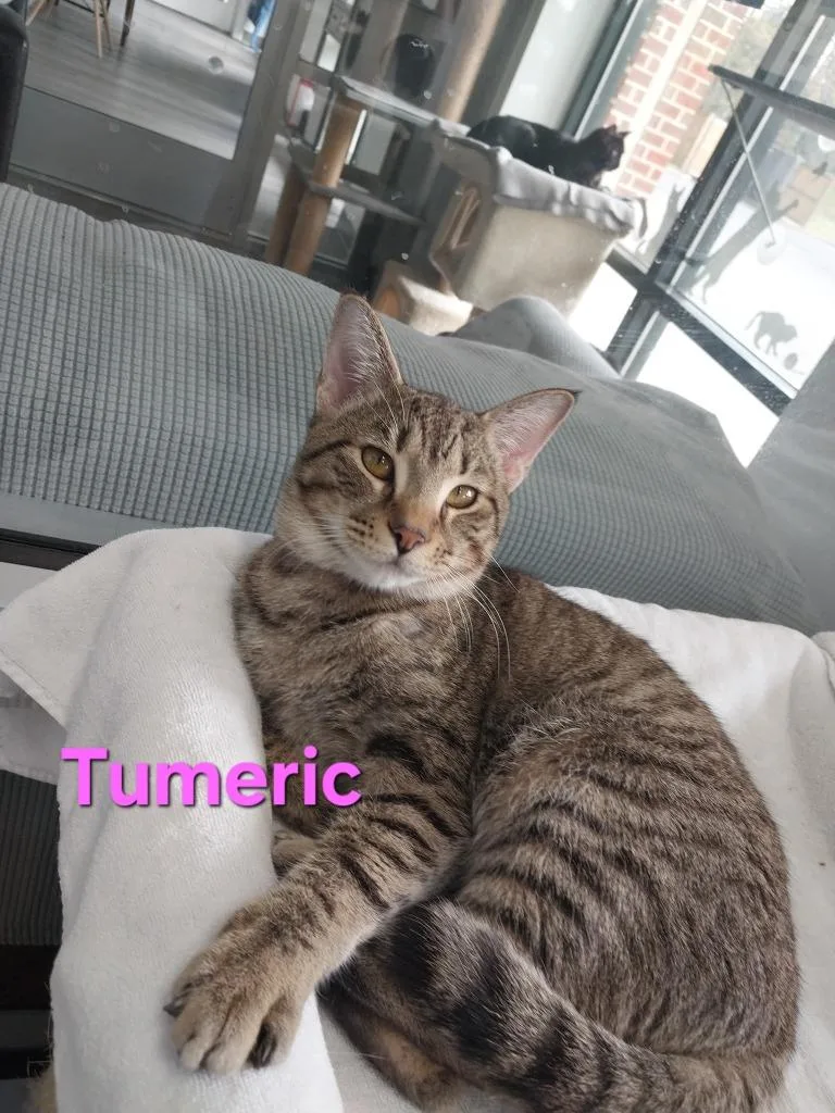A baby small-sized male Domestic Short Hair cat named Tumeric for adoption in Leonardtown, MD