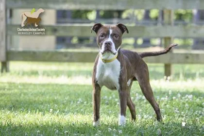 An adult large-sized male American Staffordshire Terrier dog named B Dennis for adoption in North Charleston, SC