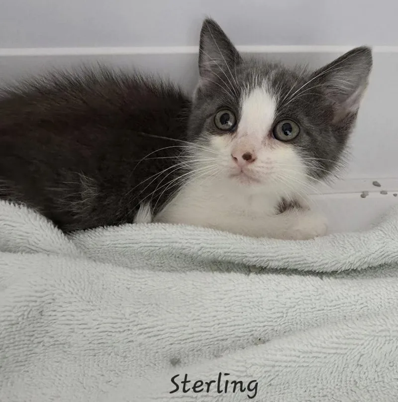 Sterling