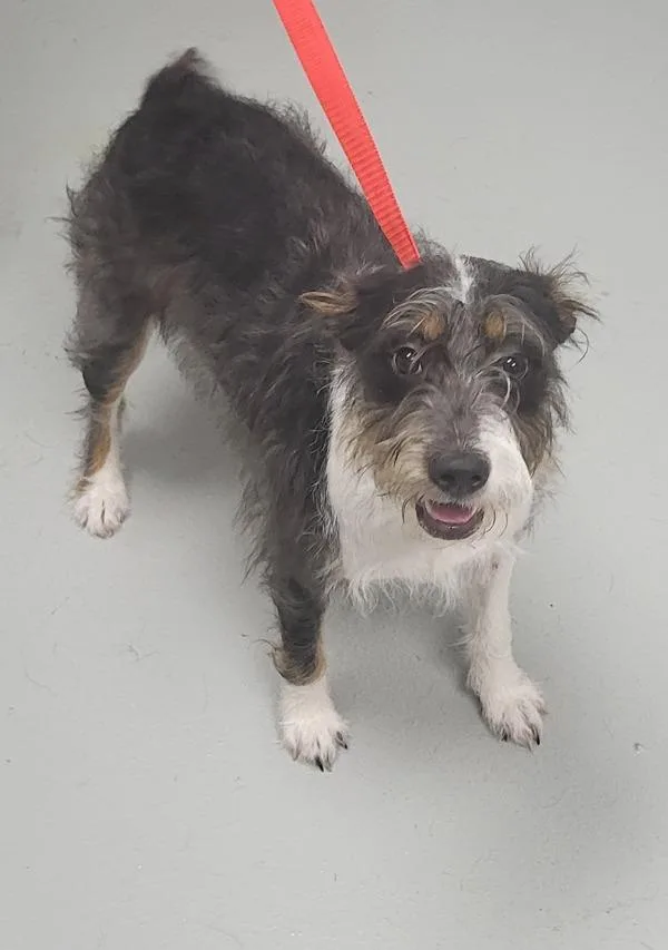 A young medium-sized female Terrier dog named Pen  Rayne for adoption in Lawrenceville, GA