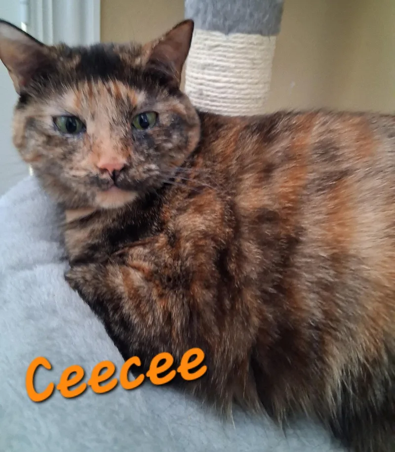 A young medium-sized female Domestic Short Hair cat named Ceecee for adoption in Longwood, FL