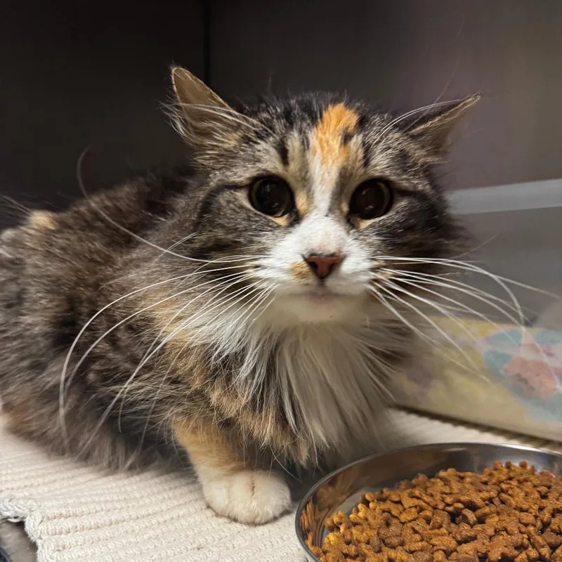 An adult medium-sized female Calico Domestic Long Hair cat named Iris for adoption in South Haven, MI