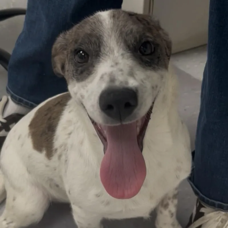 A baby medium-sized female Labradoodle dog named Lola Belle for adoption in New Philadelphia, OH
