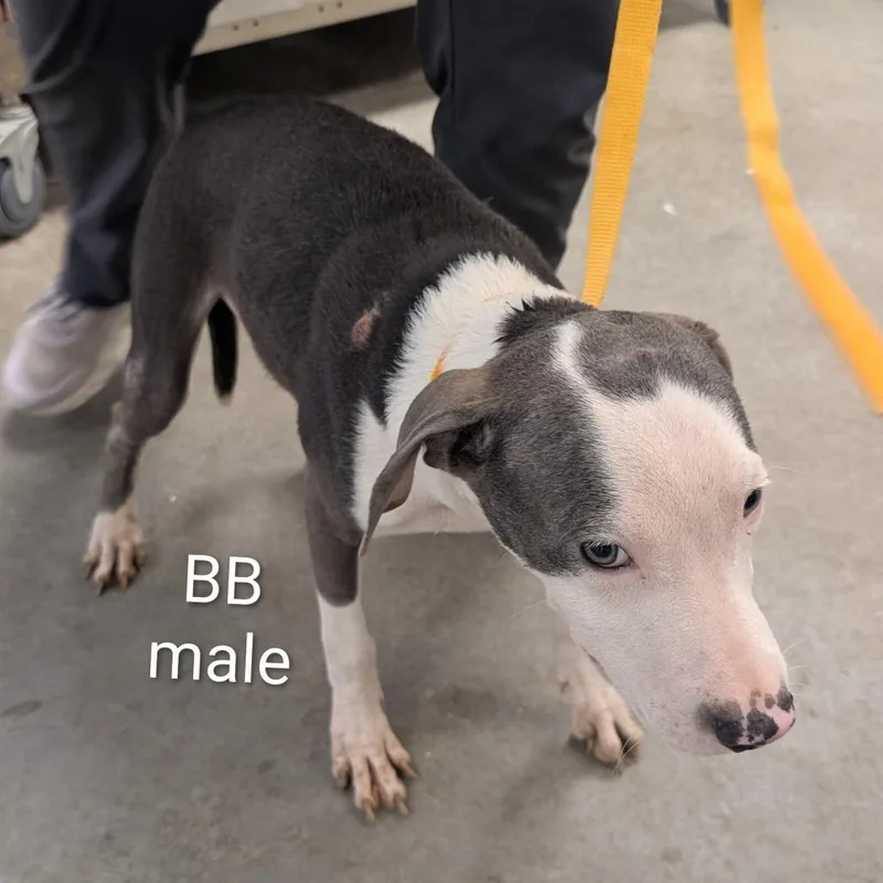 A young medium-sized male Gray / Blue / Silver Mixed Breed dog named Bobbi Boop for adoption in Emporia, KS