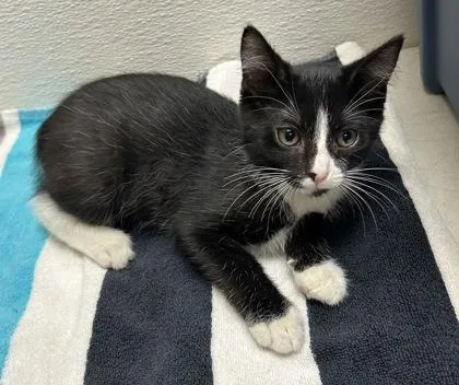 A young small-sized male Domestic Short Hair cat named Kaelum for adoption in Phoenix, AZ