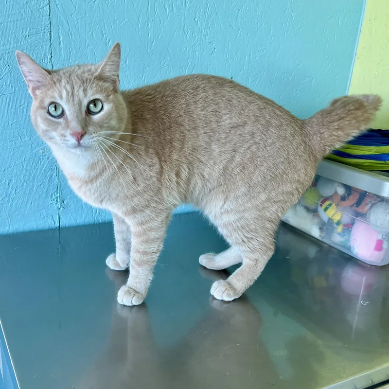 An adult medium-sized male Buff / Tan / Fawn Domestic Short Hair cat named Cornbread for adoption in Jamestown, ND