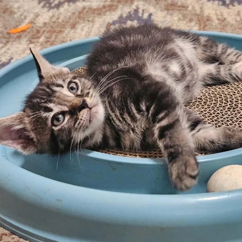 A baby small-sized male Brown / Chocolate Domestic Short Hair cat named Timothy for adoption in Huntsville, AL