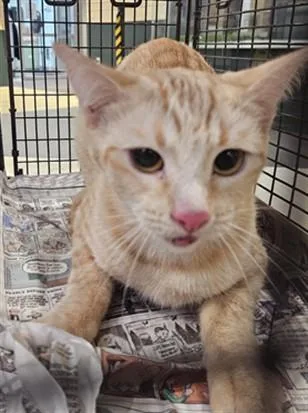 A young medium-sized female Domestic Short Hair cat named Flaca for adoption in Los Angeles, CA