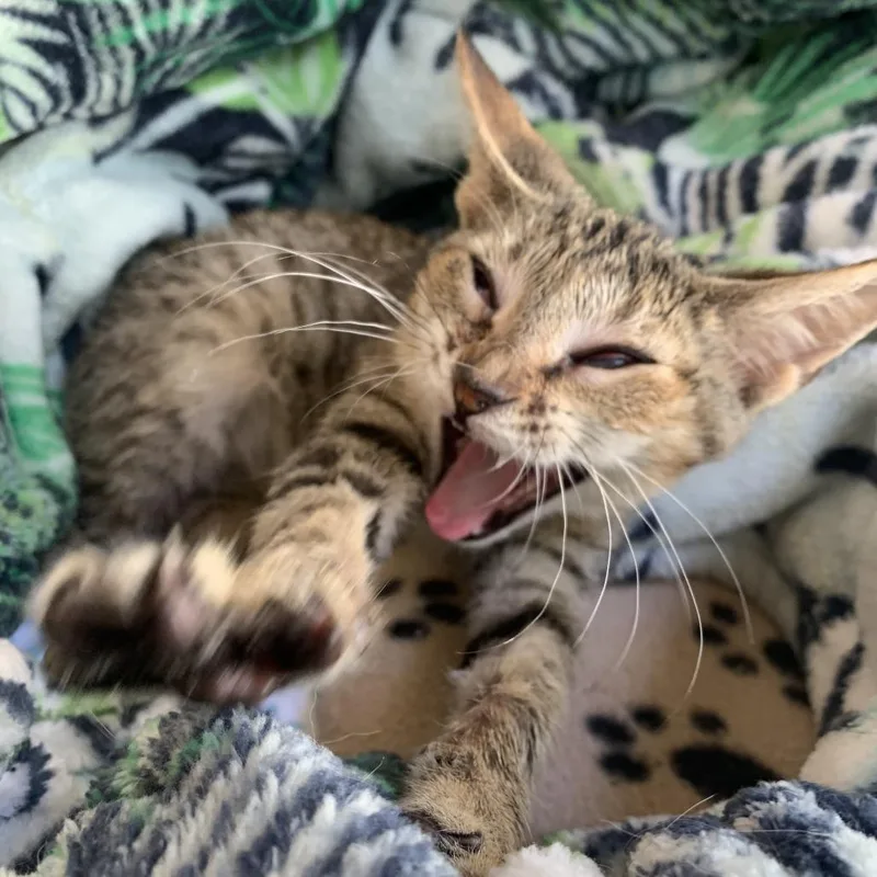 A baby small-sized female Domestic Short Hair cat named Stila for adoption in West Palm Beach, FL