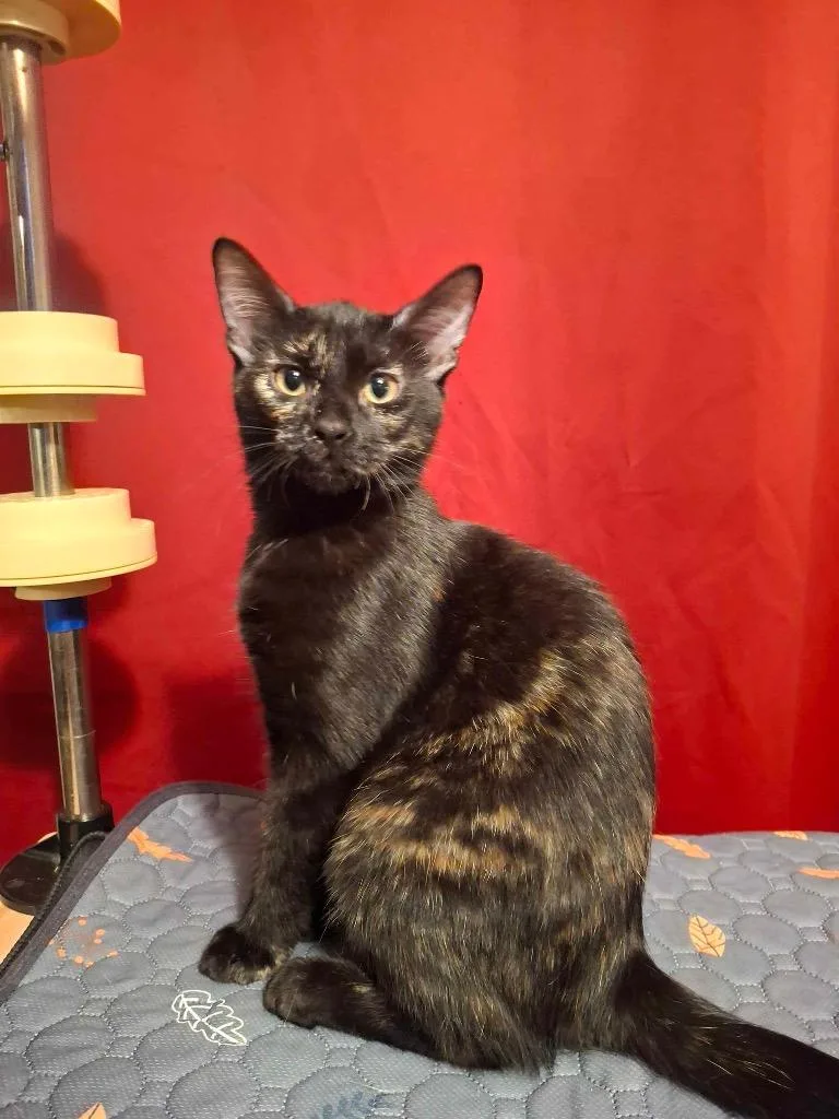 A baby medium-sized female Domestic Short Hair cat named Dusty for adoption in San Antonio, TX