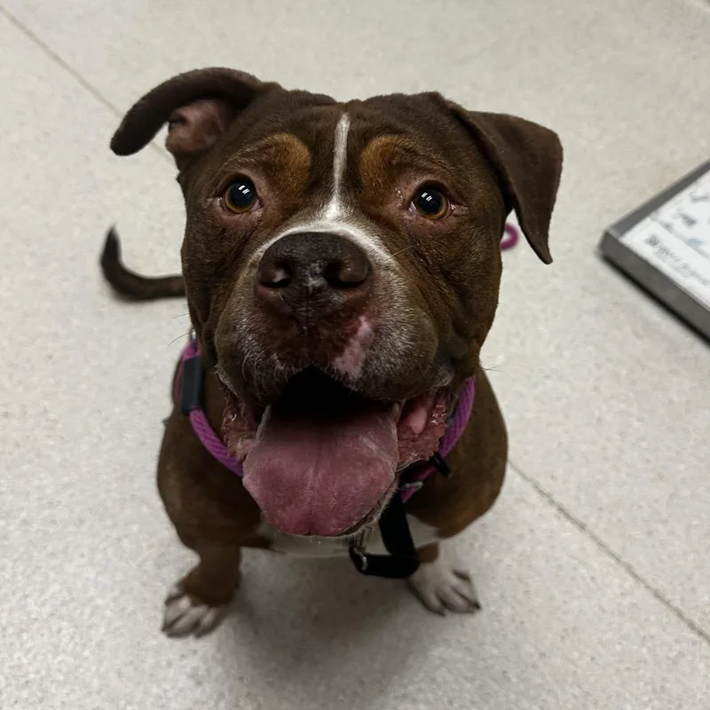 An adult large-sized male Brown / Chocolate Mixed Breed dog named Mater for adoption in Murray, UT