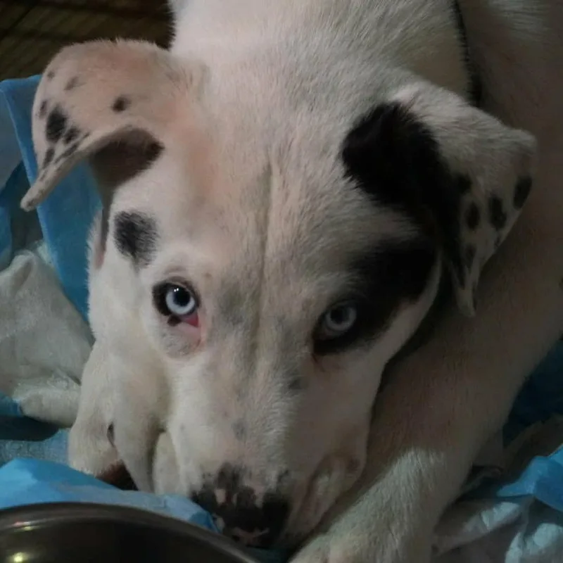 A baby medium-sized male White / Cream Husky dog named Spot Kh for adoption in Austin, TX