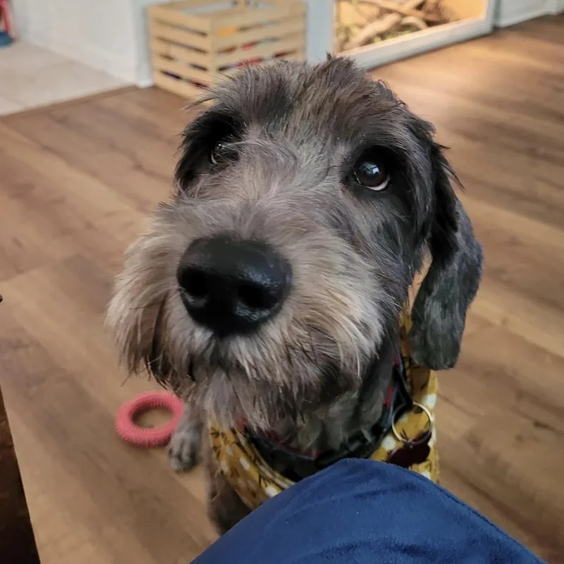 An adult medium-sized female Gray / Blue / Silver Labradoodle dog named Piper Mae for adoption in Orlando, FL
