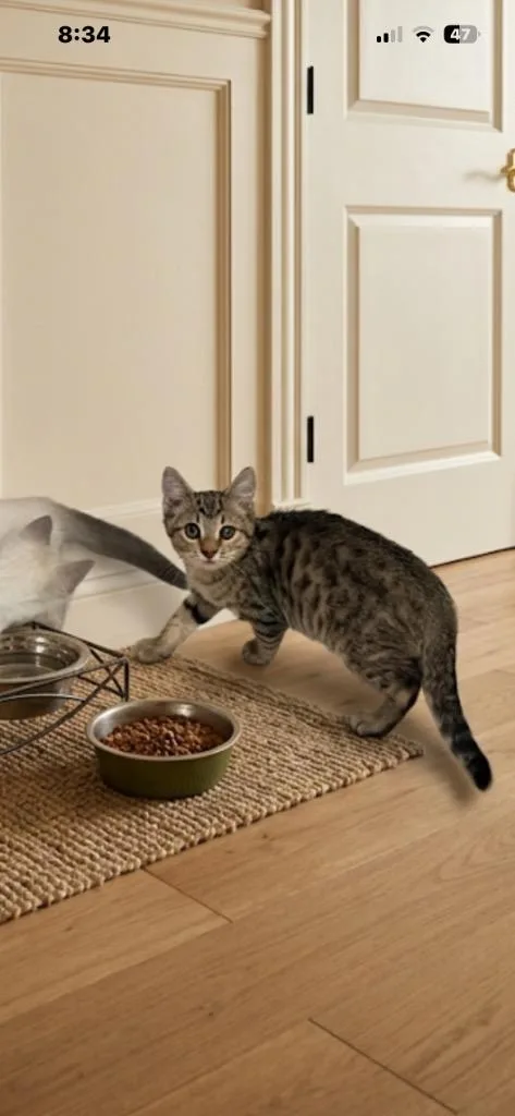 A baby medium-sized male Domestic Short Hair cat named Prentiss for adoption in Johnson City, TN