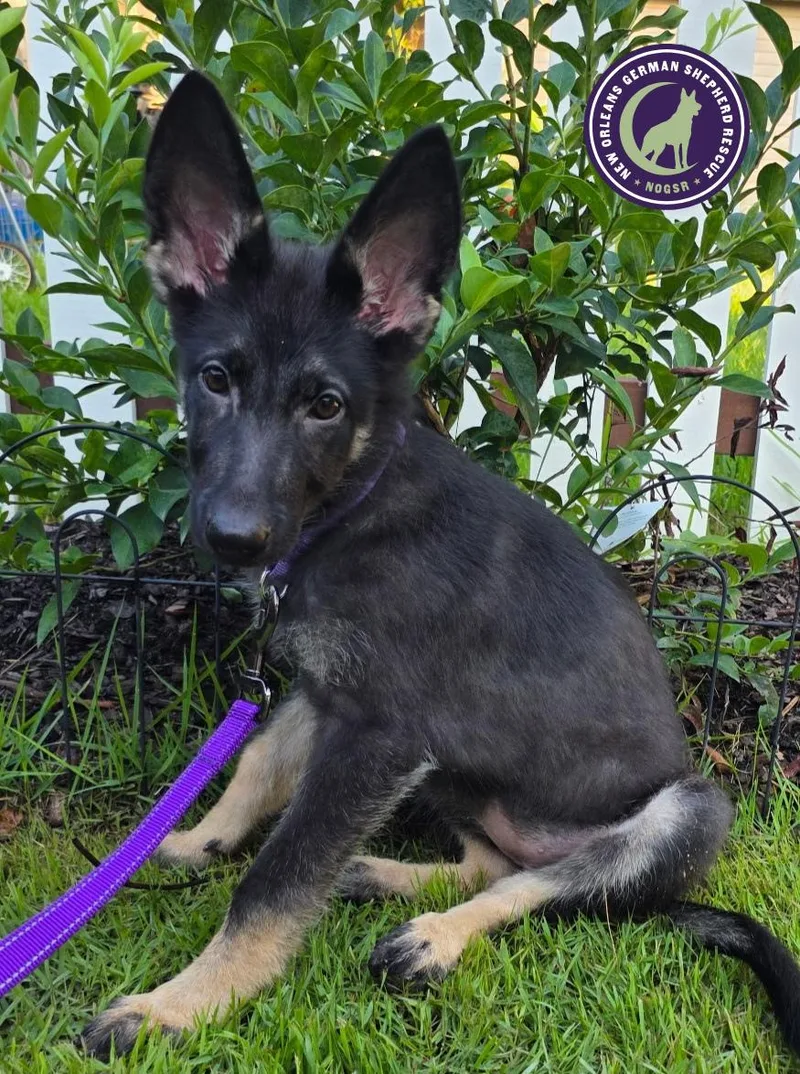 A baby large-sized female German Shepherd Dog dog named Indy for adoption in New Orleans, LA