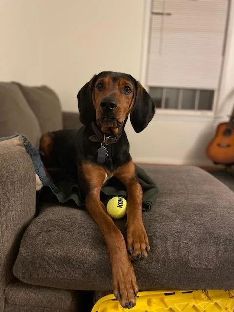 An adult large-sized male Bluetick Coonhound dog named Merle for adoption in Mocksville, NC