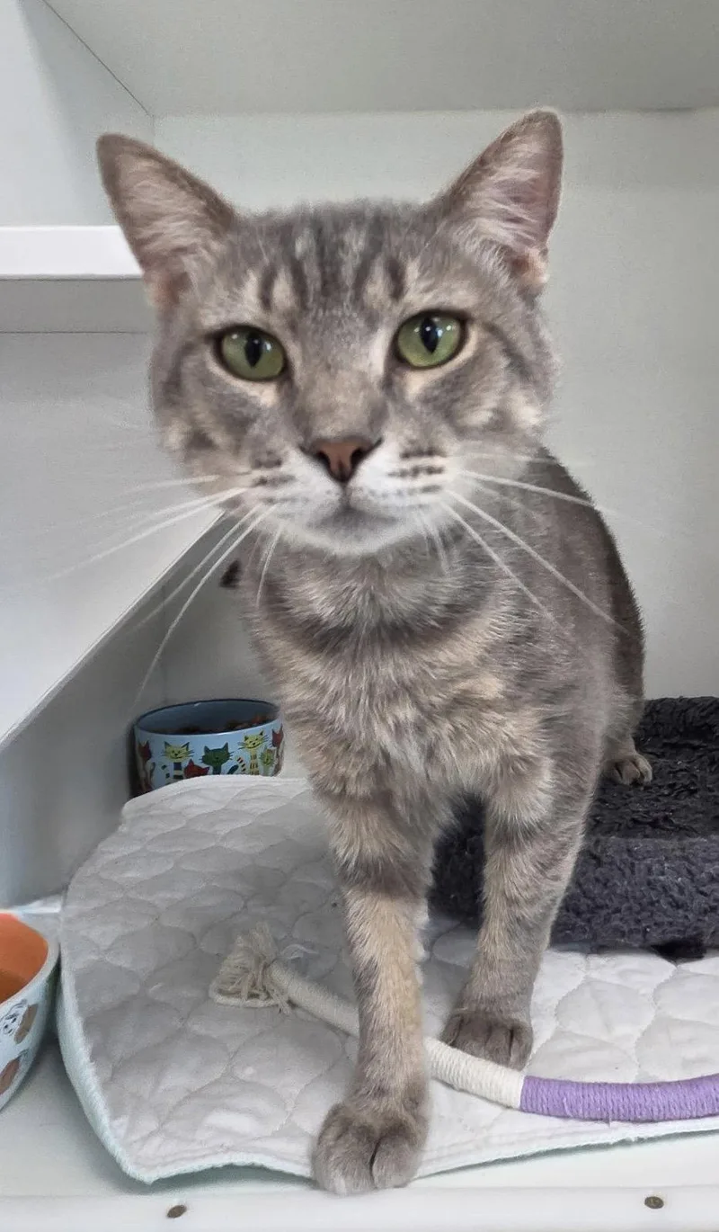 A young medium-sized male Domestic Short Hair cat named Dumpster Dave for adoption in Satellite Beach, FL