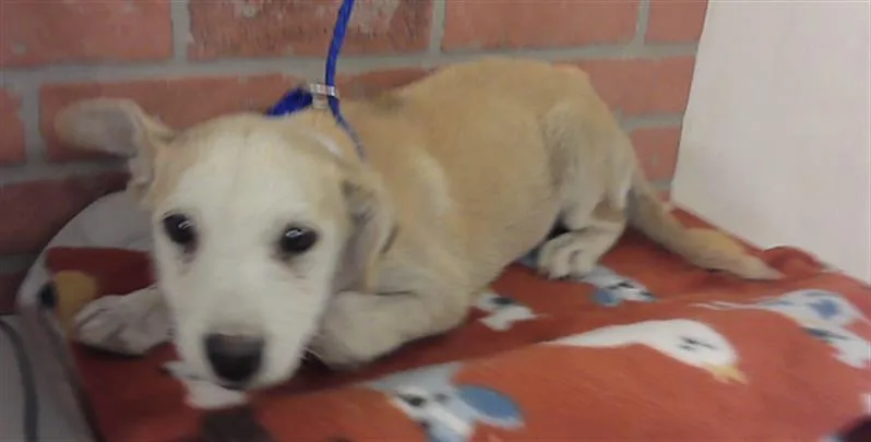 A baby small-sized female German Shepherd Dog dog named Sadie for adoption in Houston, TX