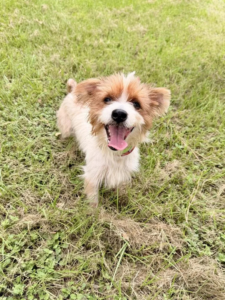 An adult small-sized male Terrier dog named Bevo for adoption in Richmond, TX