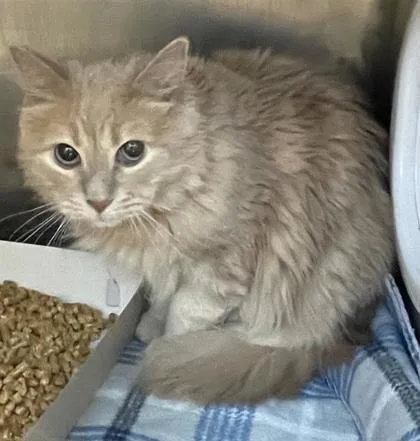 An adult medium-sized female Buff / Tan / Fawn Domestic Short Hair cat named Jingles for adoption in El Paso, TX