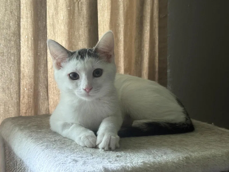 A baby medium-sized female Domestic Short Hair cat named Lizzie for adoption in Fenton, MO