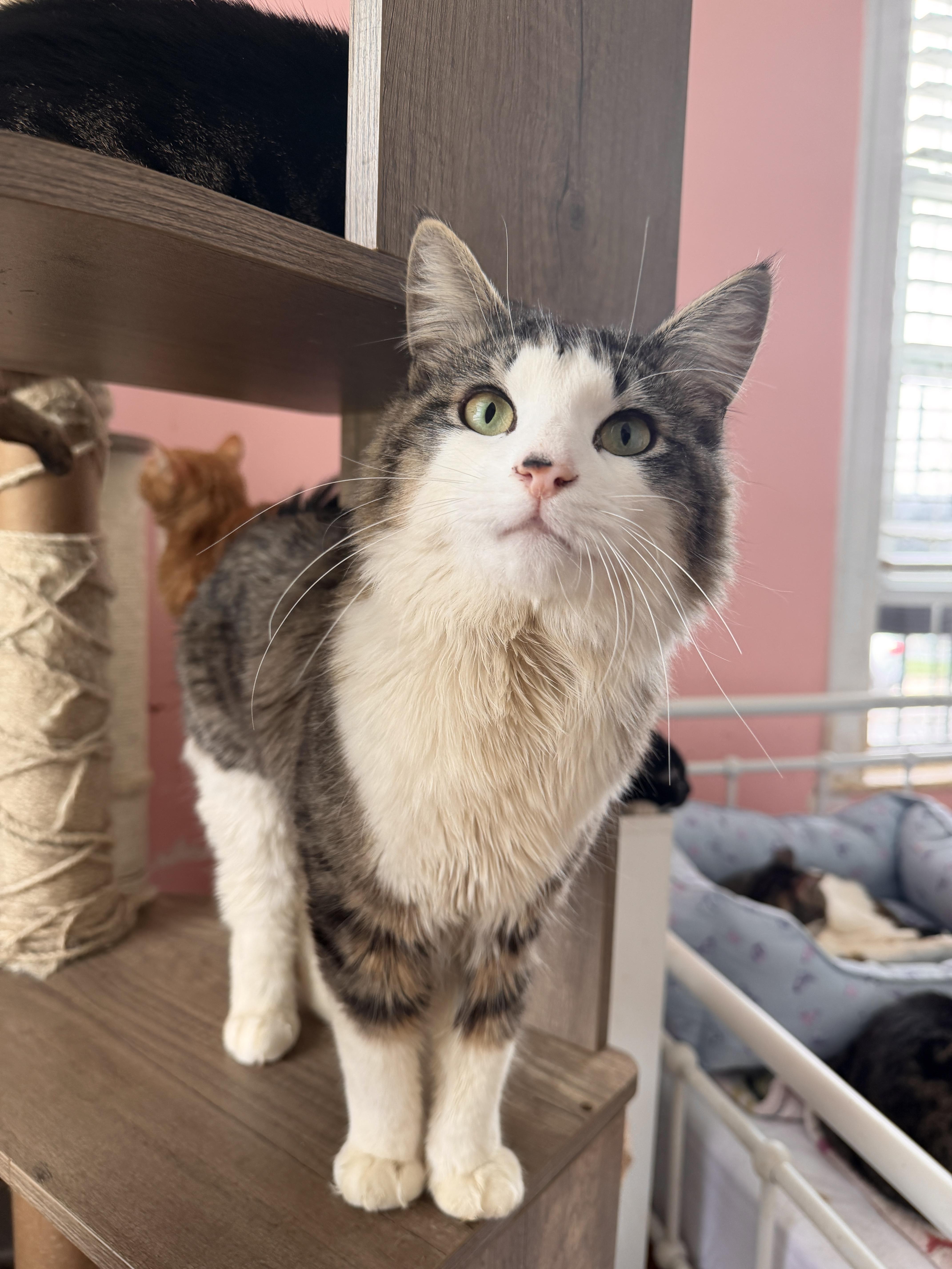 A young medium-sized male Tabby (Brown / Chocolate) Domestic Short Hair cat named Buttermilk for adoption in New York, NY
