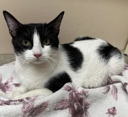 An adult small-sized female Domestic Short Hair cat named Valentina for adoption in Phoenix, AZ