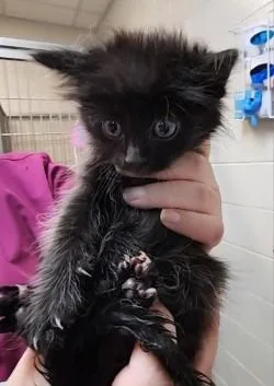 A baby small-sized male Domestic Short Hair cat named Parsley for adoption in Rome, GA