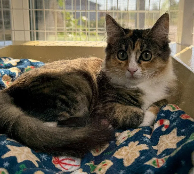 Calypso