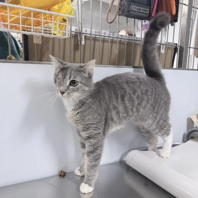 A young medium-sized female Gray / Blue / Silver Domestic Short Hair cat named Koala for adoption in New York, NY