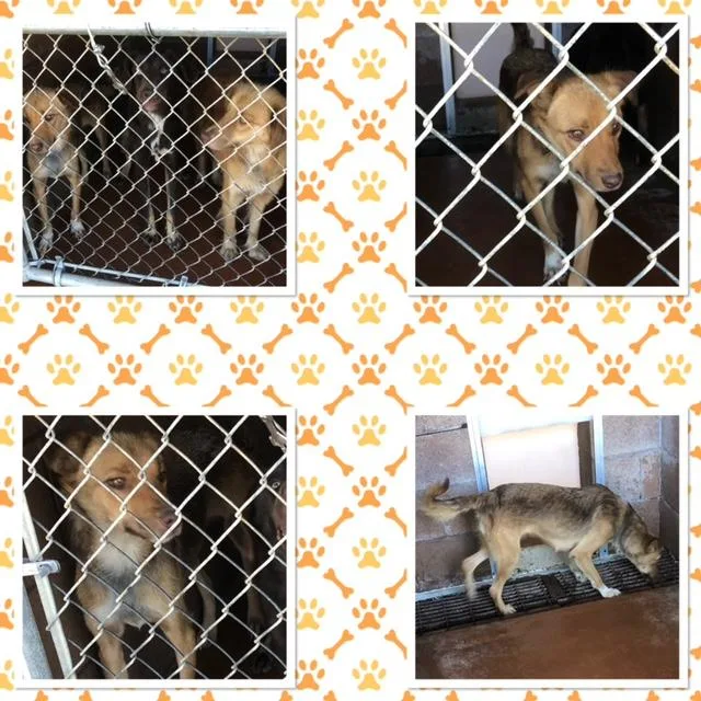 An adult medium-sized female Tricolor (Brown, Black, & White) Collie dog named Henrietta for adoption in Buckhannon, WV