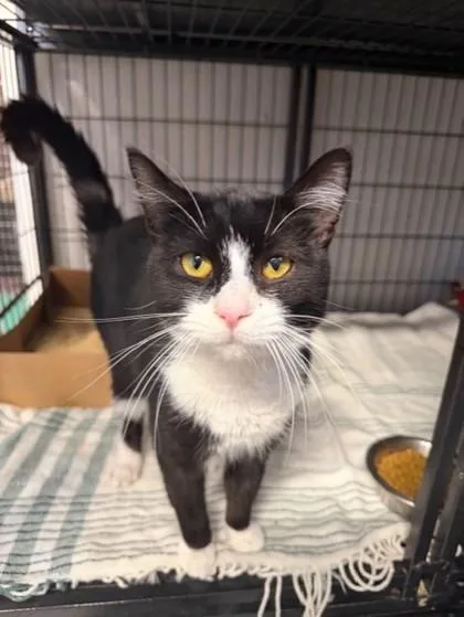 An adult small-sized male Domestic Short Hair cat named Marcus for adoption in West Chester, PA