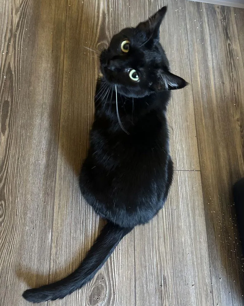 Mama Ember thumbnail 2