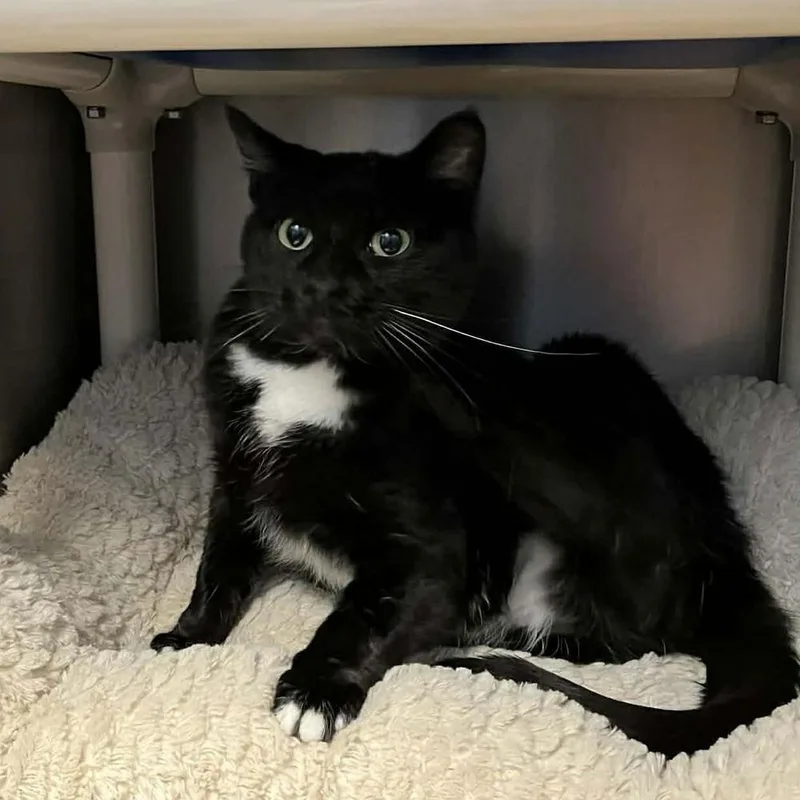 Mama Ember thumbnail 3