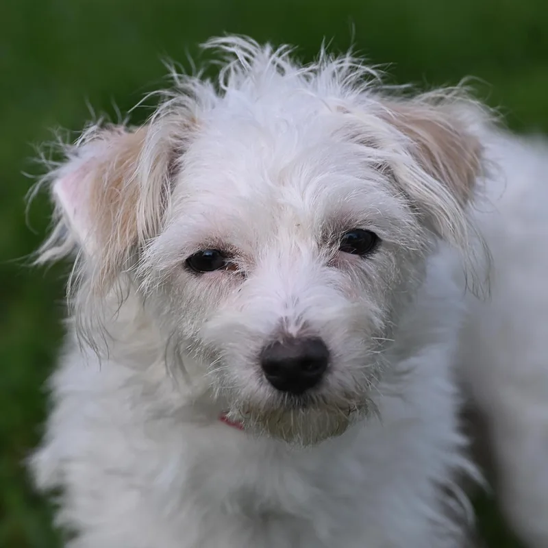 An adult small-sized male Maltipoo dog named Lenny for adoption in Arlington Heights, IL