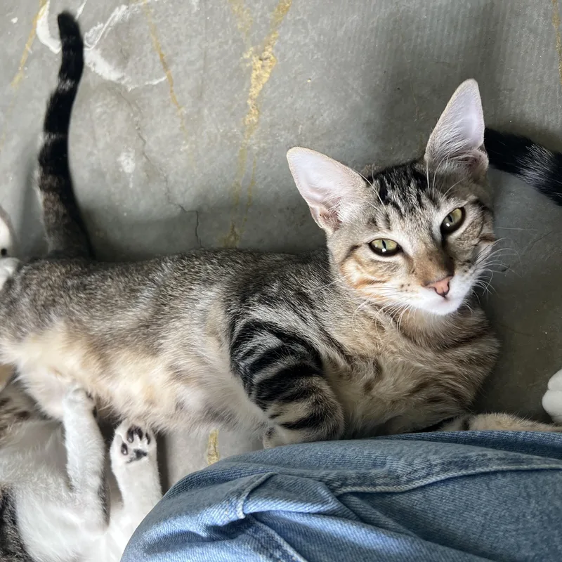 A baby large-sized male Tabby (Gray / Blue / Silver) Tabby cat named Tony for adoption in Palm Desert, CA