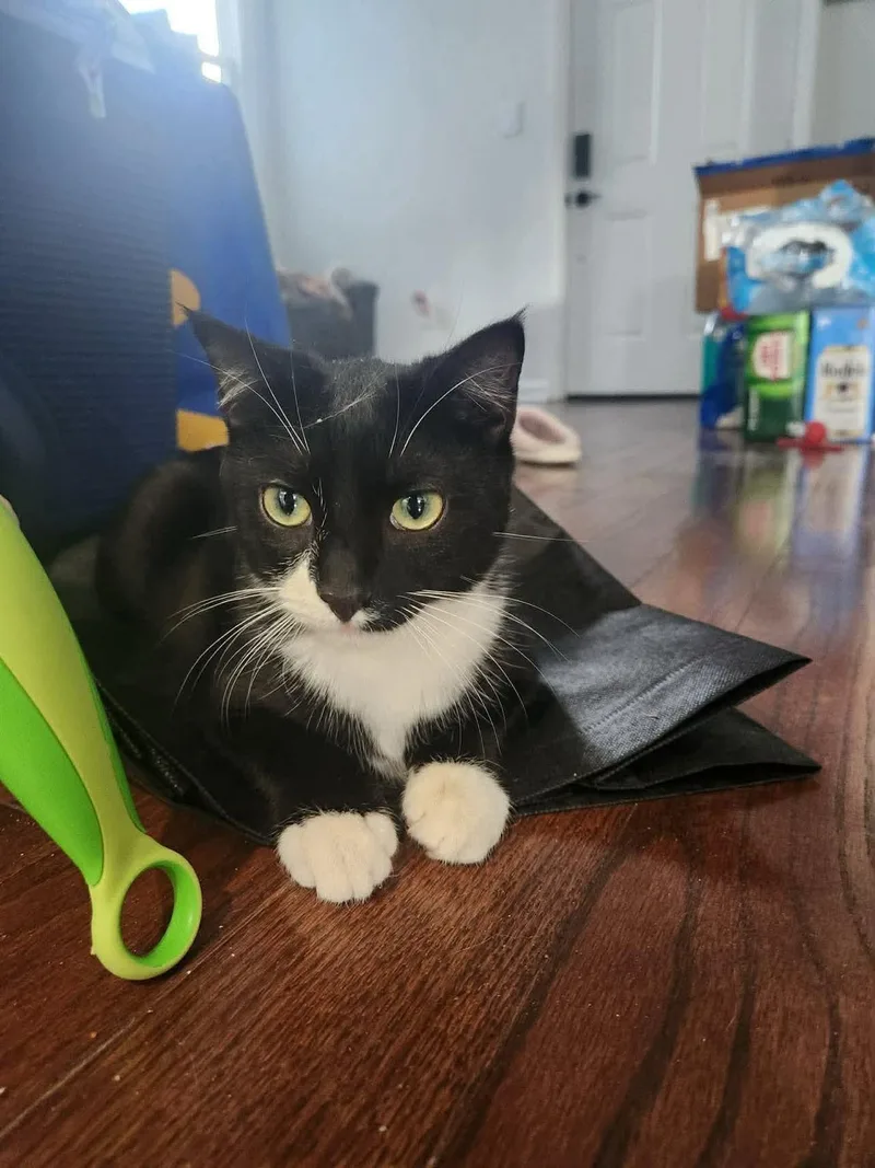 D’angelo thumbnail 2