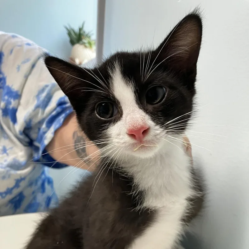 A baby small-sized male Black Domestic Short Hair cat named Rabbit for adoption in Wilmington, DE