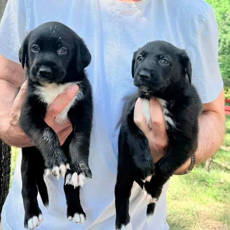 A baby medium-sized male Black Basset Hound dog named Big Mac for adoption in Fairfax, VA