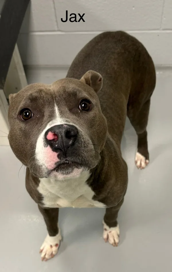 An adult medium-sized male Pit Bull Terrier dog named Jax for adoption in Topeka, KS