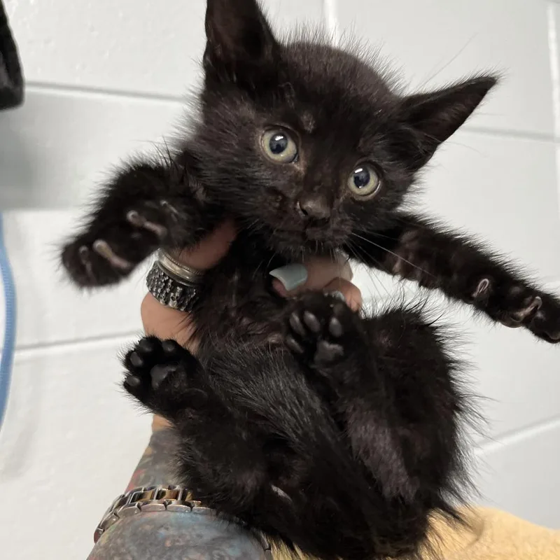 A baby small-sized female Black Domestic Short Hair cat named Shere Khan for adoption in Leander, TX