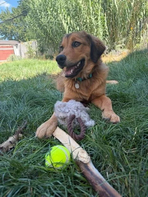 A baby large-sized female Golden Retriever dog named Gretel @SLSN for adoption in Salt Lake City, UT