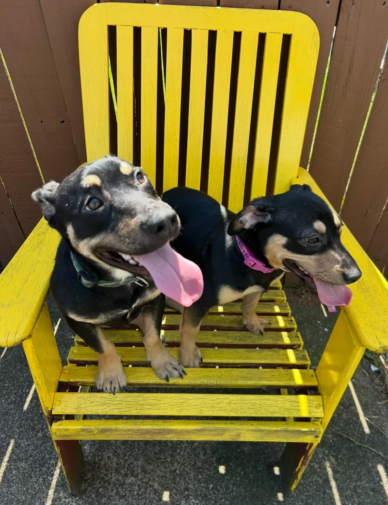 Lindy And Ruff thumbnail 2