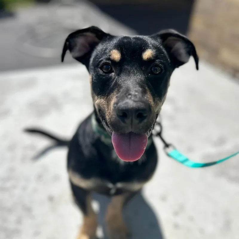 Lindy And Ruff thumbnail 3