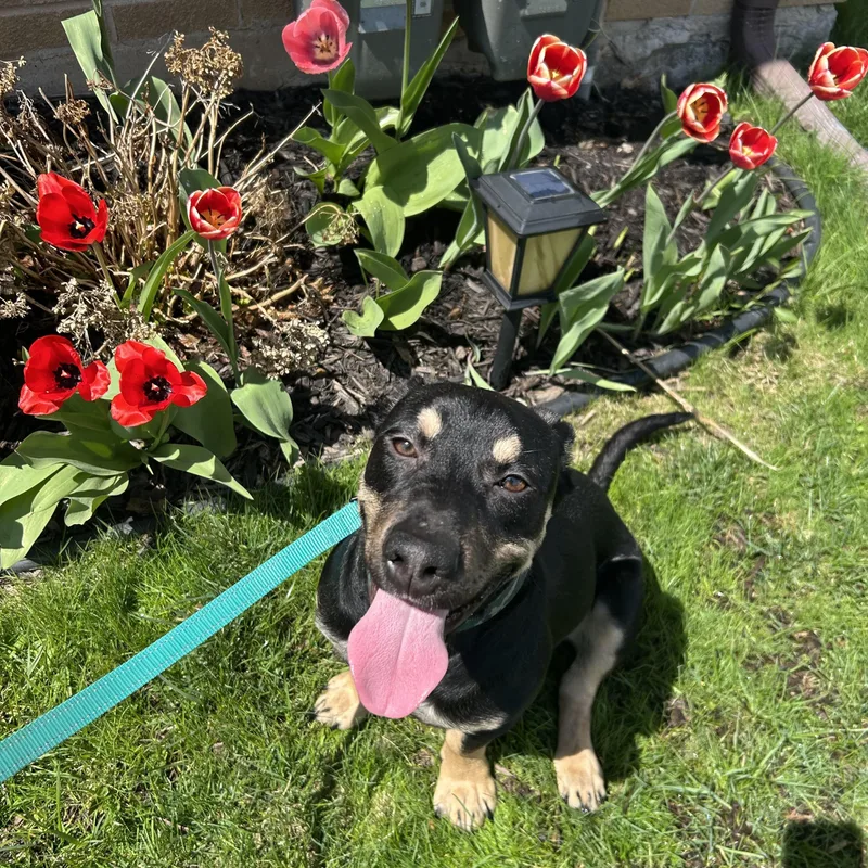 Lindy And Ruff thumbnail 4