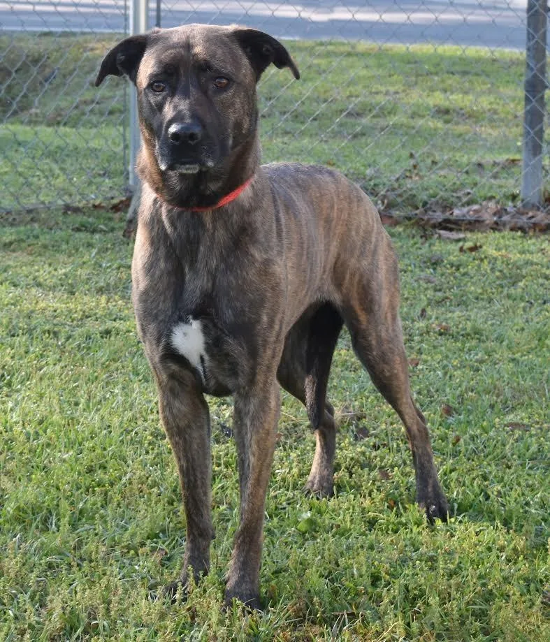 An adult medium-sized female Mixed Breed dog named Sailor for adoption in Kingsland, GA