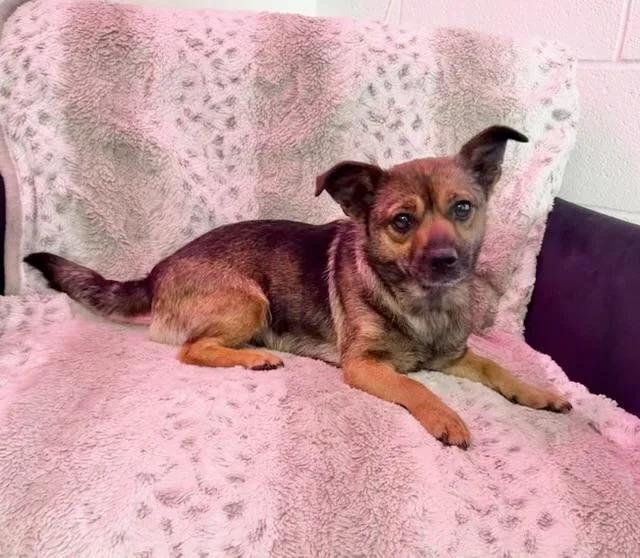 An adult small-sized female Terrier dog named Tati for adoption in Manchester, CT