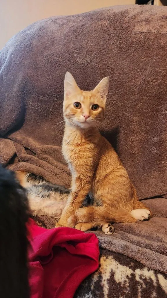 A baby medium-sized female Domestic Medium Hair cat named Zipper for adoption in Libertyville, IL