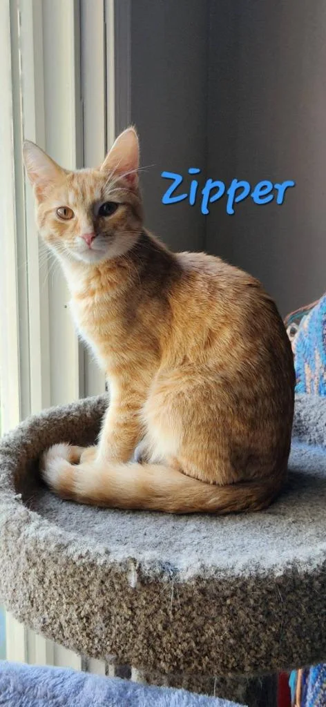 Zipper thumbnail 4